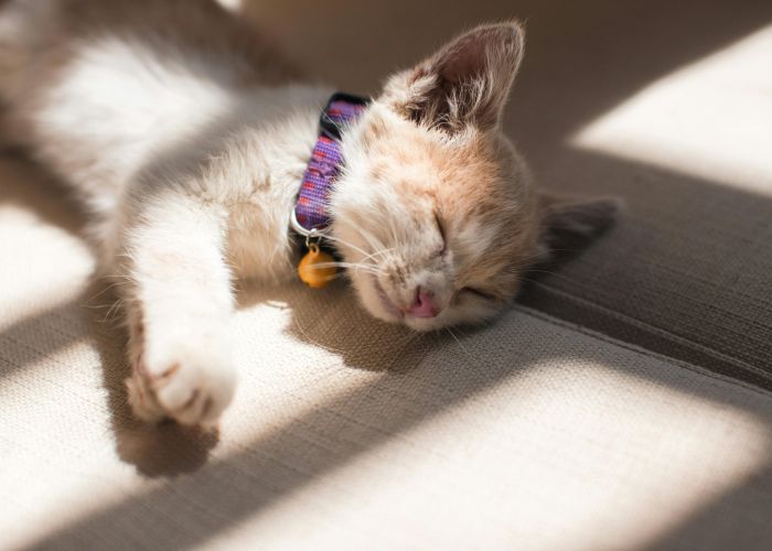 A fluffy white and orange cat lying on its back by a window, playfully covering its face with a paw.